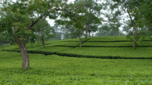 Assam Tea Garden